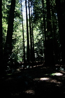 02/09/2002 : Muir Woods