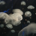 4024_img.jpg