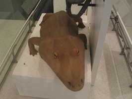 grosse grenouille prehistorique