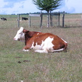 5068_img.jpg