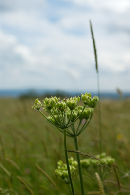 imgp0889