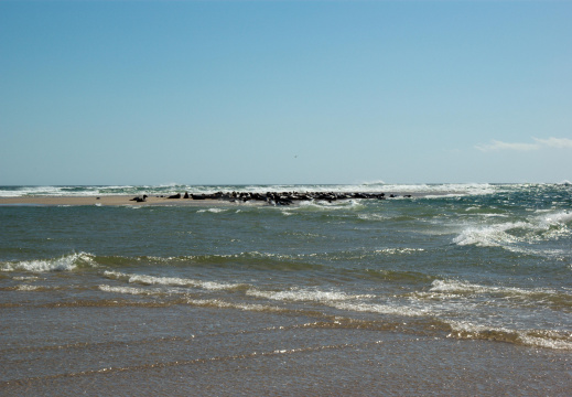 Sea lions, Chatham