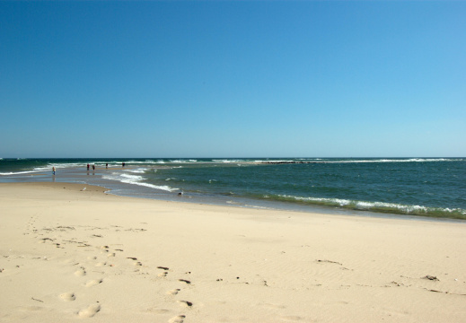 Sea lions, Chatham