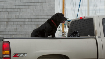 Black Dog, Provincetown
