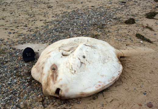 Dead ocean sunfish (poisson lune),
