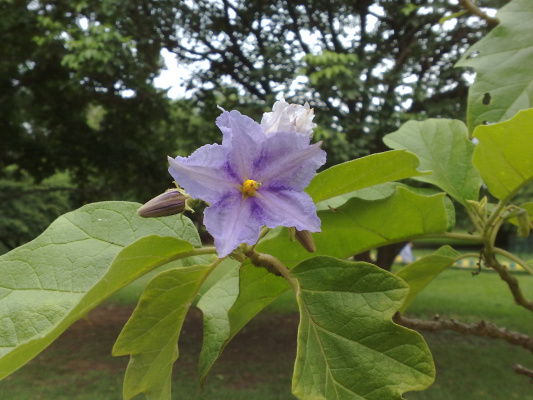 Bangalore