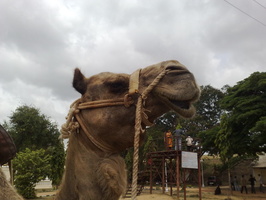 Meet the camel !