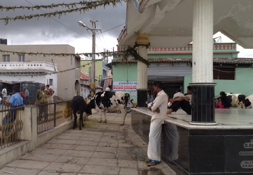 Chamundi Hill: Sacrées vaches (2)