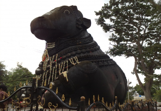 Chamundi Hill : Le taureau sacré (2)