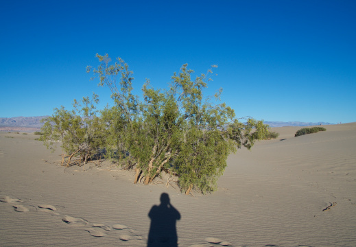 Mesquite Flat Dunes