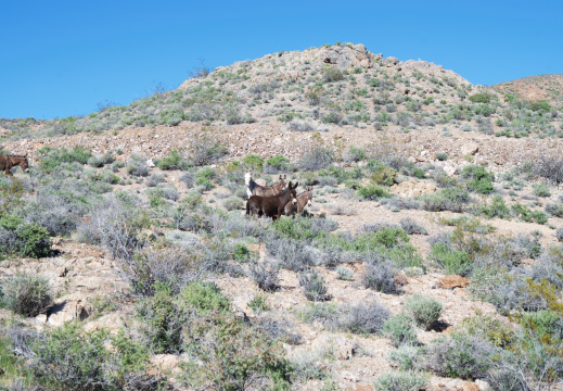 Wild Burros on Emigrant Canyon Road