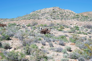 Wild Burros on Emigrant Canyon Road