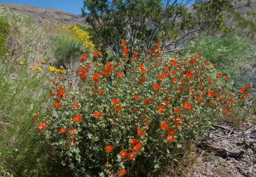 Death Valley