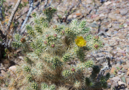 Death Valley