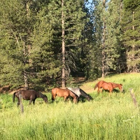 Horses near Kennedy Meadows on CA-108