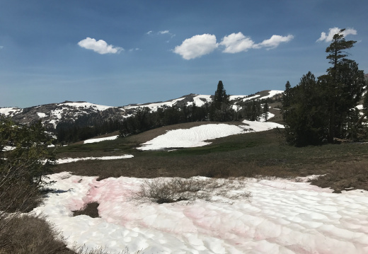 Snow in the meadows on the PCT toward Sonora Pass