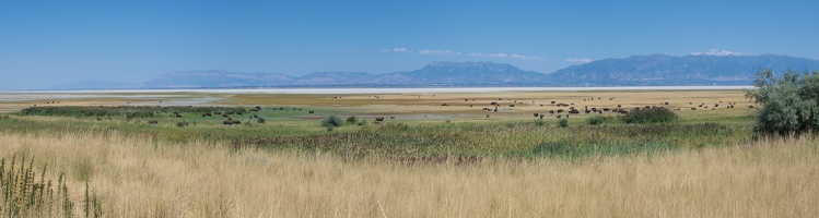 Bisons - Antelope Island