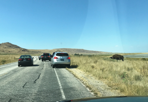 Bison Traffic Jam - Antelope Island