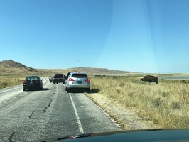 Bison Traffic Jam - Antelope Island