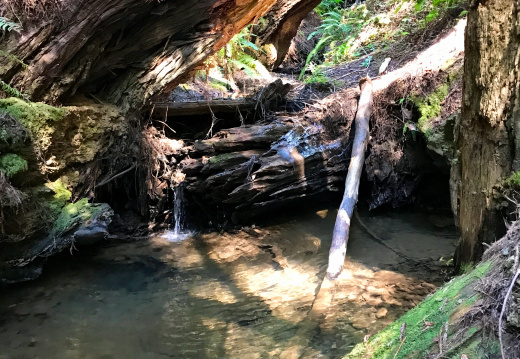 Chamberlain Creek Waterfall Trail