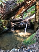 Chamberlain Creek Waterfall Trail