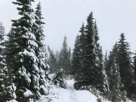 Trail to Tolmie Peak