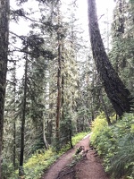 Trail to Tolmie Peak