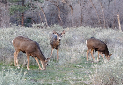 Deers at Bandelier National Monument