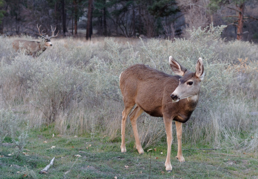 Deers at Bandelier National Monument