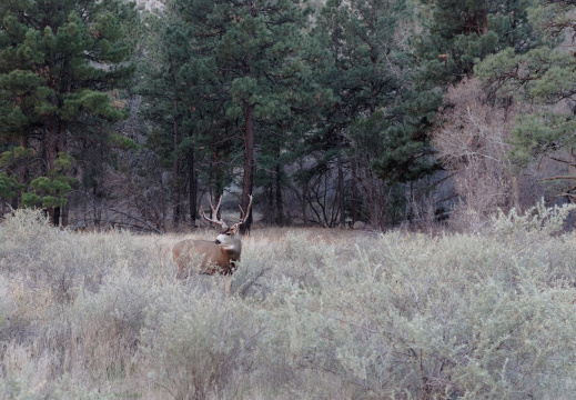Deers at Bandelier National Monument