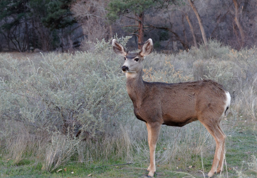 Deers at Bandelier National Monument