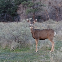 Deers at Bandelier National Monument