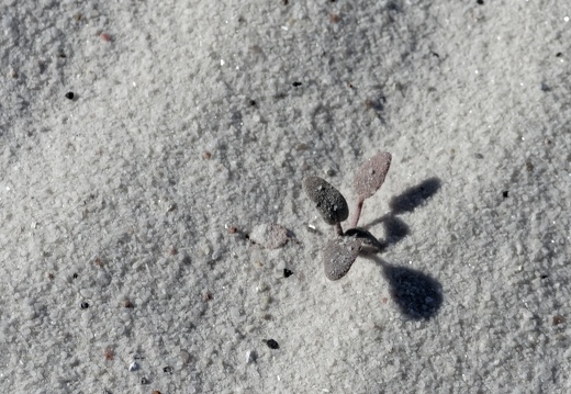 White Sands National Monument