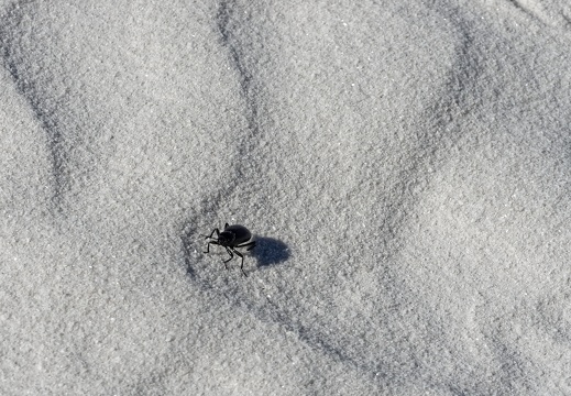 White Sands National Monument