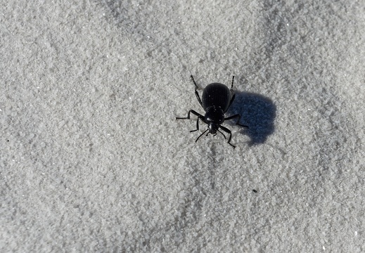 White Sands National Monument