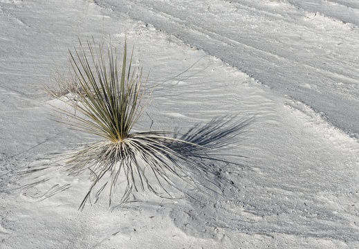 White Sands National Monument