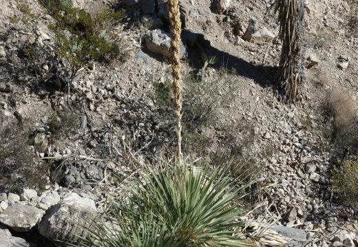 ⁨Franklin Mountains State Park⁩