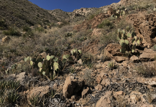 ⁨Franklin Mountains State Park⁩