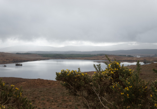 Connemara