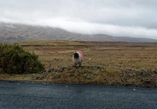 Connemara