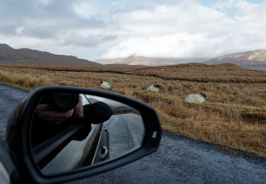 Connemara - Shetland Sheep