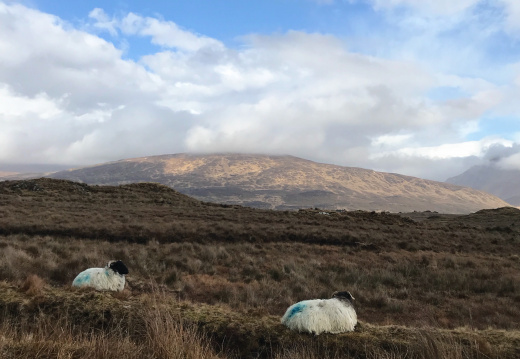 Connemara - Shetland Sheep