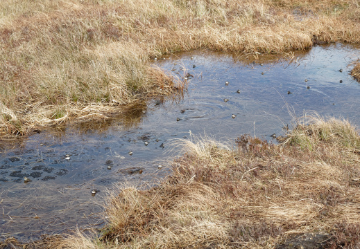 Frogs in a pond - Diamond Hill