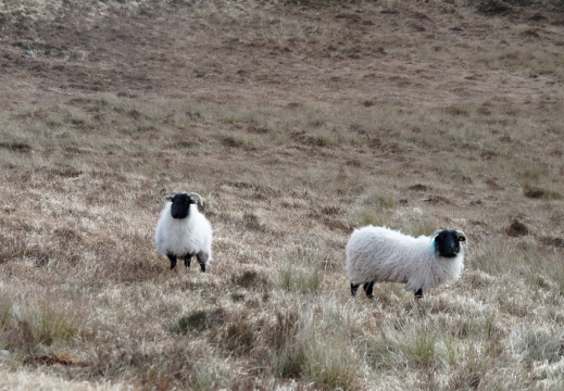 Diamond Hill - Shetland Sheep