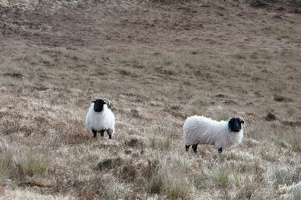 Diamond Hill - Shetland Sheep