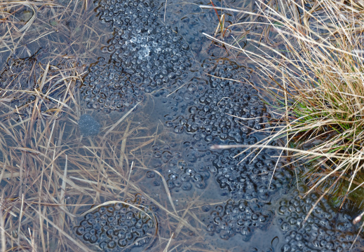 Frog eggs in a pond - Diamond Hill