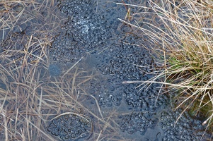 Frog eggs in a pond - Diamond Hill