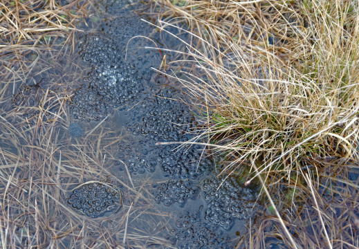 Frog eggs in a pond - Diamond Hill