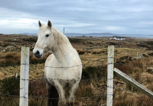 Horse - Connemara Coast