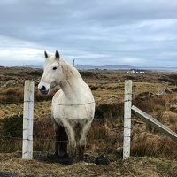 Horse - Connemara Coast